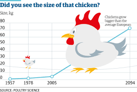 Poultry Panic Could Chickens Be Human Sized By The End Of