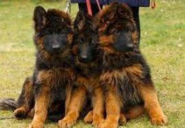 German shepherds with longer coats are no different than a normal coated german shepherd in any way, other than the length of the coat. Long Coat Shepherds