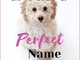Not only as baby names, but also for our fur babies! 300 Unique Female Dog Names By Category Pethelpful