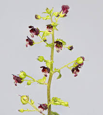Image result for Scrophulariaceae