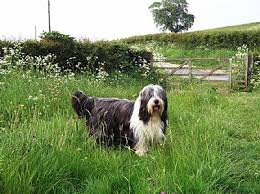 Talraz Bearded Collies