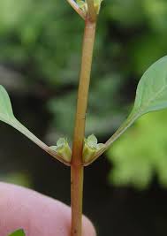 Image result for Stemodiopsis rivae