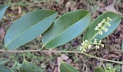 Image result for Embelia