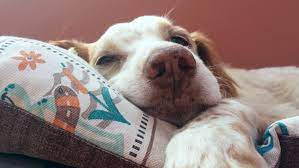 Dog bone cancer occurs mostly in larger breeds of dogs. Osteosarcoma Canine Cancer