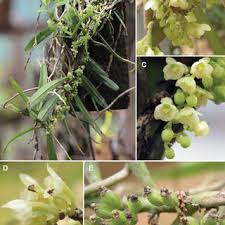 Image result for Englerophytum rwandense