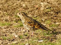 Image result for トラツグミ