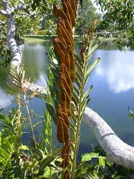 Image result for Acrostichum