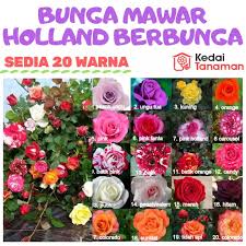 Check spelling or type a new query. Tanaman Bunga Mawar Hidup Bergaransi Bunga Besar Lazada Indonesia