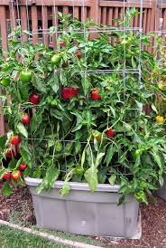 That ideal pot size is meant for growing one pepper plant. How To Grow Bell Peppers In A Pot My Desired Home Growing Tomato Plants Container Gardening Vegetables Growing Vegetables