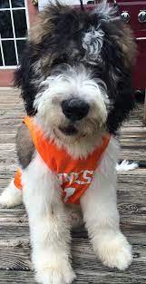The saint berdoodle might just be the perfect dog for you. Pin On Dogs That Aren T As Good As Lucy But Are Ok