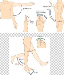 Thumb Dermatome Myotome Anatomy Sacral Spinal Nerve 1 Png