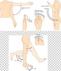 thumb dermatome myotome anatomy sacral spinal nerve 1 png