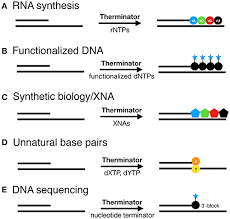 În stilul solemn formulele de politeţe abreviate sunt. Frontiers Therminator Dna Polymerase Modified Nucleotides And Unnatural Substrates Molecular Biosciences