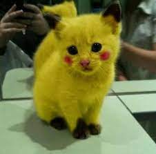 Lihat ide lainnya tentang foto kucing lucu, kucing lucu, kucing. Image Result For Gambar Kucing Warna Oren Pikachu Cat Cute Animals Cute Funny Animals