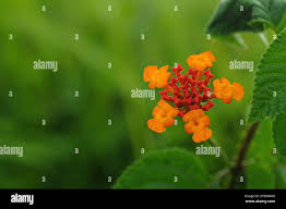 Image result for Droguetia iners