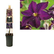 We did not find results for: Clematis Climbing Plants Pink Fantasy 3 0 Large Flowered Florastore