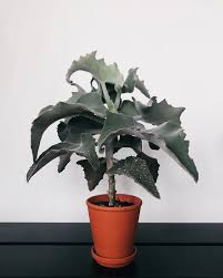 Kalanchoe Beharensis One Of My Favorites Velvet Elephant Ear Is A Well Earned Name Progress Kalanchoetjuven Elephant Ear Plant Elephant Ears Plant Growth