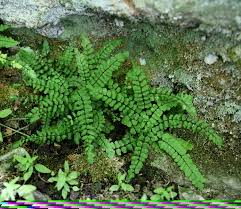 Image result for Trichomanes