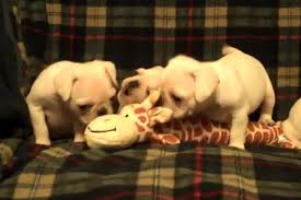 Cuteness Alert Rare White Pug Puppies Found