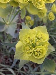Image result for Euphorbia serratifolia