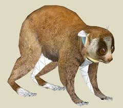 Lgcfm S Projects Slow Loris The Zt2 Round Table Slow Loris Dinosaur Stuffed Animal Animals
