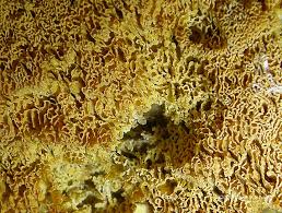 Image result for Pycnoporellus alboluteus