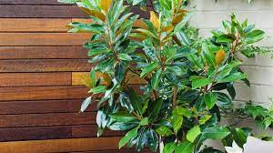 Ranging from large specimen trees such as magnolia st mary's, magnolia exmouth, to types suited to hedging or screening such as the small growing magnolia 'little gem' which is the the most popular of this group. Magnolia Little Gem Burke S Backyard