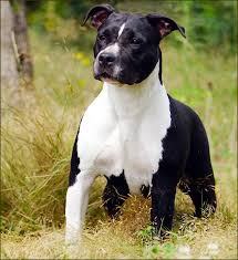 American Staffordshire Terrier Amstaff 31 Dog Heaven Pitbull Puppies Beautiful Dogs