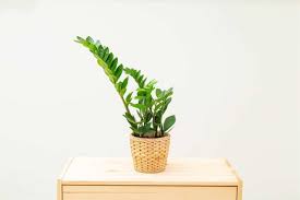 However, it will not seriously harm you or your furry friends. How To Care For A Zz Plant A Great Beginner Plant Growfully