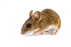 4301 wilmette avenue , rolling meadows, 60008, illinois, us. Aerex Pest Control Aerexpest Twitter
