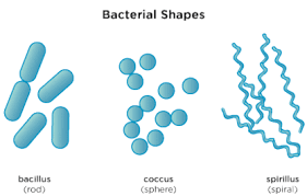 Image result for free pics of spiral type bacteria