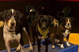 Training can join our group classes, private classes, doggy daycare, or even stay with us for their boarding needs. 7 Paws A Week Care Com Hoffman Estates Il