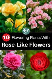 Check spelling or type a new query. 10 Different Flowers That Almost Look Like Roses Gardening Chores