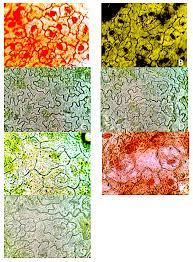 Image result for Crabbea cirsioides