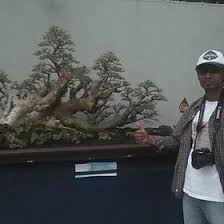 60 Gambar Bonsai On The Rock Terbaik Di 2020 Bonsai Pohon Bonsai Pohon