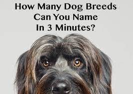 Submit your answers by selecting an option below each question. How Many Dog Breeds Can You Name