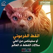 القط الفرعوني grinch