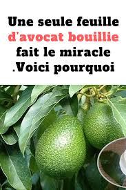 Une Seule Feuille D Avocat Bouillie Fait Le Miracle Voici Pourquoi Plante Avocat Herbe Jardin Bricolage Sante Avocado Popsicles Cholesterol Health