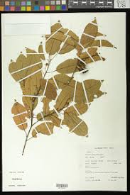 Image result for Nesogordonia