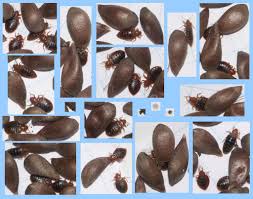 Getting Rid Of Bed Bugs: Trickier Than Ever | Knowable Magazine