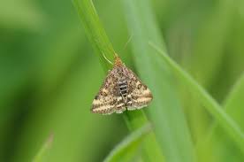 Image result for Pyrausta despicata
