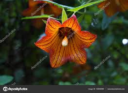 Image result for Canarina