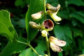 Image result for Rhynchosia mannii