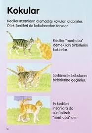 Ansey Uzun Zamandir Tercihim Temizmama Com