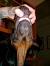 Dog Acne Home Remedies