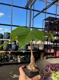 Image result for Sterculia schliebenii