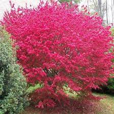 Pin On Garten Ideen