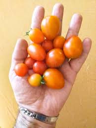 Image result for Solanum sp. B