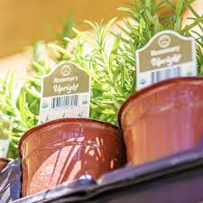 Image result for rosemary container