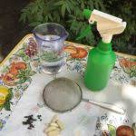 Acqua e pepe contro i bruchi delle rose. Niente Piu Bruchi Delle Rose Argidi Ho Un Rimedio Super Bio Stile Naturale